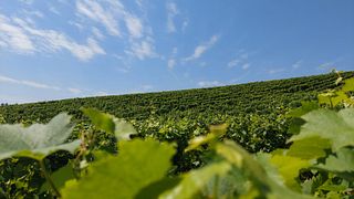 Degustação de vinhos no Miro Vino