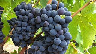 Tuscan Wine & Olive Tour at Quercialuce