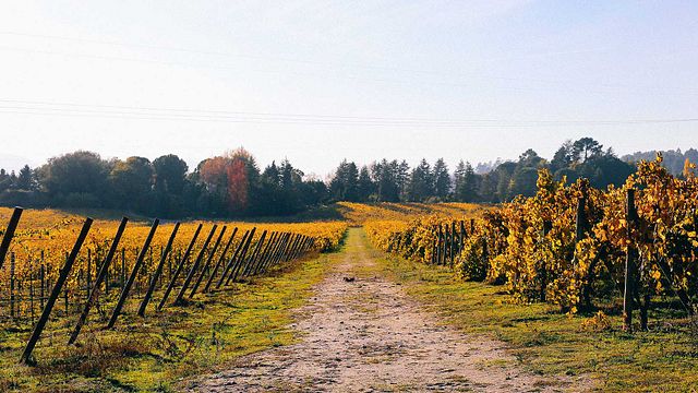 Avesso vinprovning på Casa De Vilacetinho