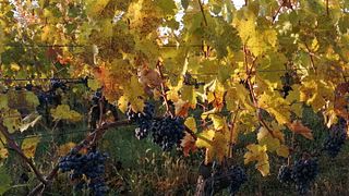 Degustazione di vini e tour a Planina Borhaz
