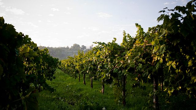 Frascati Wine Cellar