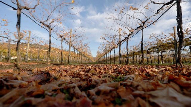 Farina Wines