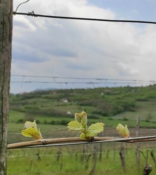Dégustation de vins au domaine Trio