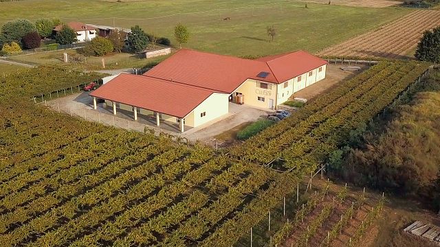 Explore Sustainable Wines on a Piedmont Winery Tour