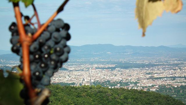 Fattoria Le Sorgenti