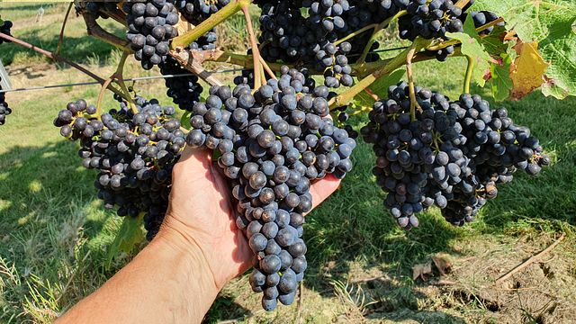 Vineyard tour and wine tasting experience