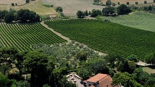 Dégustation de vins et visite à la Fattoria Lucesole