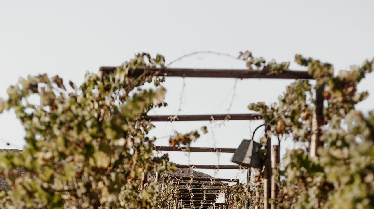 Descubra el Valle de Guadalupe como un local