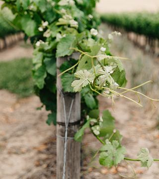 Cata de vinos y visita guiada a la bodega Groot Phesantekraal