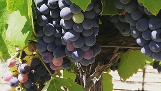 TALHA WINES & VIDIGUEIRA WINES - Lower Alentejo Inland, PORTUGAL