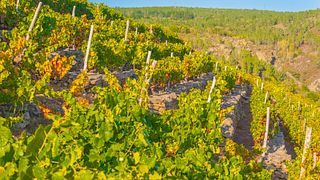 Recorrido privado por la Ribeira Sacra