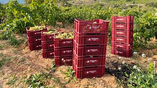 Celler Gritelles