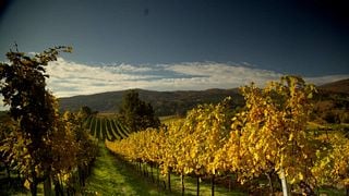 Weingut Österreicher