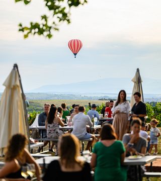 Cata de vinos de calidad y visita a los viñedos de la bodega Tóth Ferenc