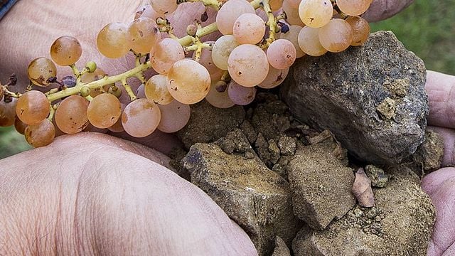 Im Herzen von Soave | Gini
