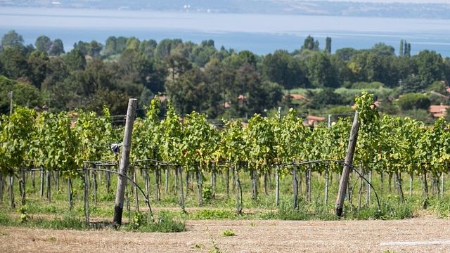 Weinbergpicknick bei Cantine Capitani: Tour & Wein
