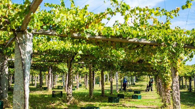 Ruta de lujo por el vino y la gastronomía de Albariño en Galicia