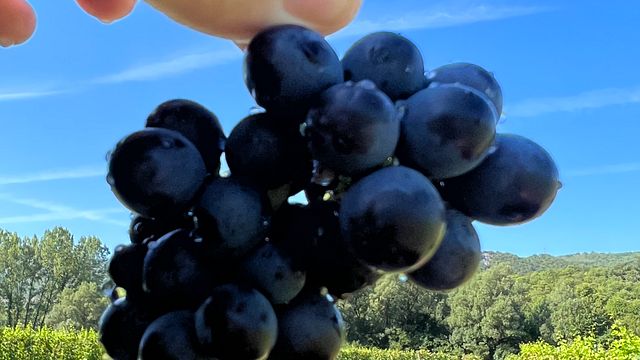 Mãos na Vinha: Experimente a Magia da Colheita na Purple Eye Estate