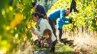 Wine Tasting and Tour at Weingut Trenz