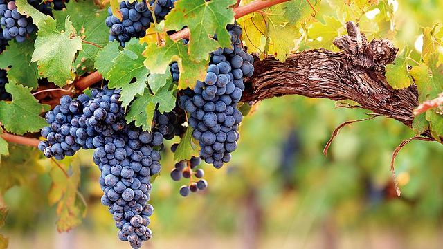 Pernottamento presso la Country House di Biopaumera