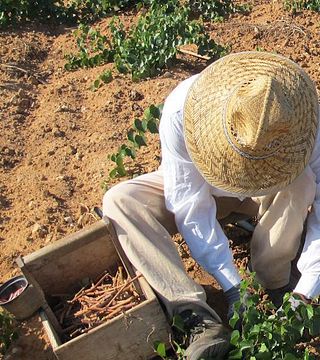 Sicily’s Organic Wine & Vineyard Tour at Tenuta Bastonaca
