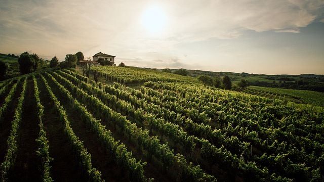 Giulio Arnera Winery