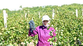 Armavir Wine & Cheese Tasting Tour