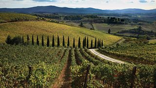 Excursão de meio dia para degustação de vinhos em Chianti