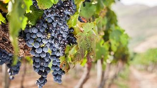 Weinprobe und Tour im Valle delle Ferle