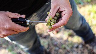 Dégustation de vins et visite du Weingut Sermann