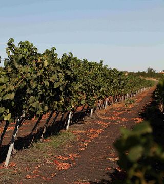 Dégustation de vins et visite de la cave à vin Minkov Brothres