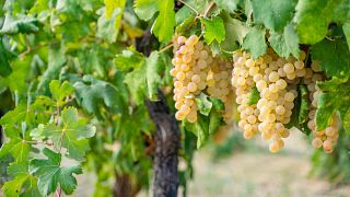 Essenza della Sardegna alla Cantina Li Duni: 6 Vini Eccezionali
