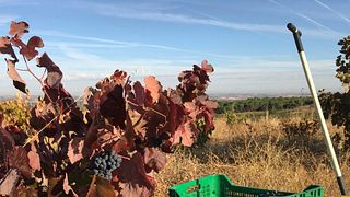 Dégustation de vins et visite de la Bodega Negón