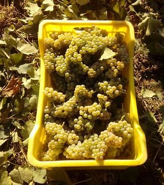 Degustação De Vinhos E Tour Na Azienda Agricola Annicchiarico Feudodicastelmozzo