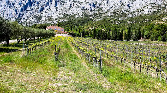 Provenza - Mont Sainte Victoire en busca de Cézanne, descubra los viñedos únicos del paisaje provenzal - visita privada