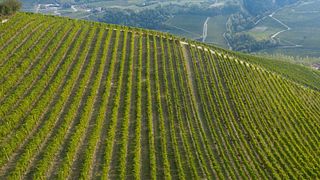 Dégustation et visite de vins chez Az.Agr. Piero Busso