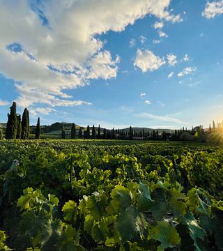 Il classico – Weingutbesichtigung und Weinprobe