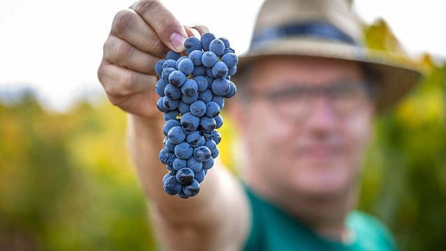 Cata de vinos tintos y tour en Santa Vitória