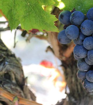 Wine Tasting and Tour at Scv Du Chateau Segue Longue Monnier 