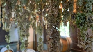 Wine Tour and Light Lunch at Cosimo Maria Masini
