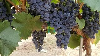 Washington Wine Tour & Tasting at Hamilton Cellars