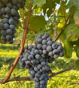 Weinprobe "Gran Monsú"