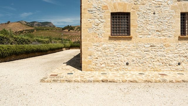 Walk in the olive grove and tasting