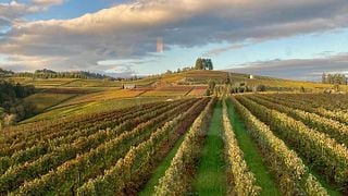 Degustação de vinhos e tour na Holloran Vineyard Wines
