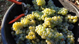 Dégustation et visite de vins au Domaine Mosnier