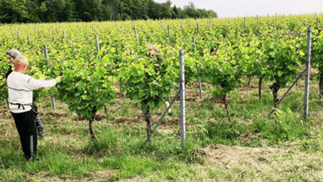 Dégustation de vins et visite au Wein und Sektgut Wilhelmshof