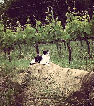 Degustazione e tour di vini premium presso l'azienda vinicola Terramante