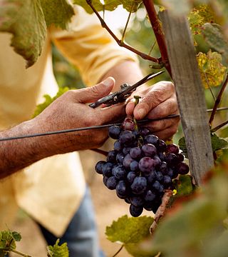 Reserve uma viagem de degustação de vinhos com a Aziendia Agricola Trevisani