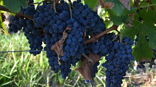Degustação de vinhos no Vignobles Rousselot