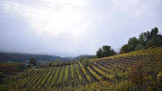 Dégustation verticale de vins à Le Marne